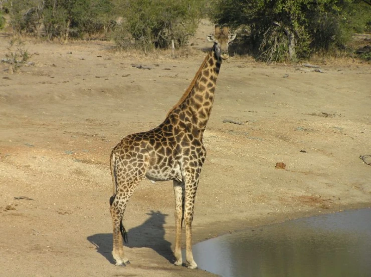 the giraffe is standing by the small water hole