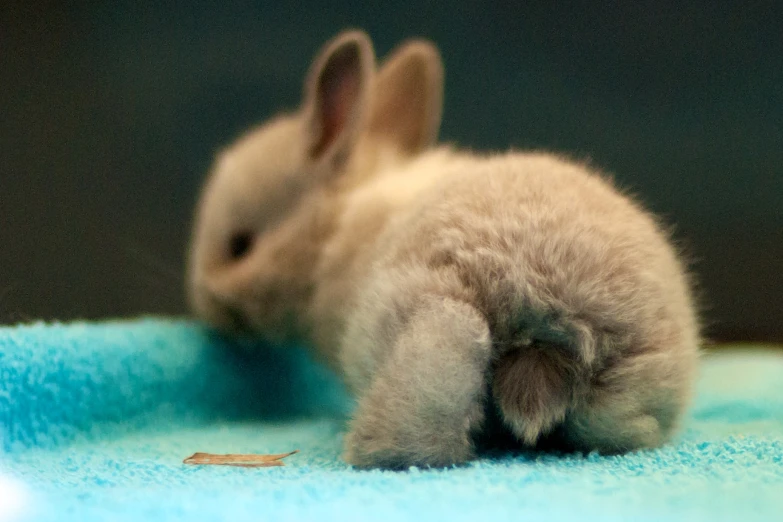 a little bunny in the middle of sitting on a blanket