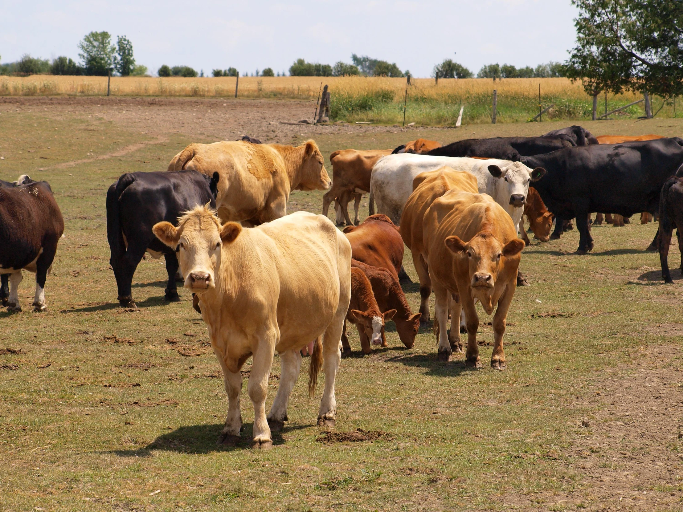 cows are grazing on grass in the pasture