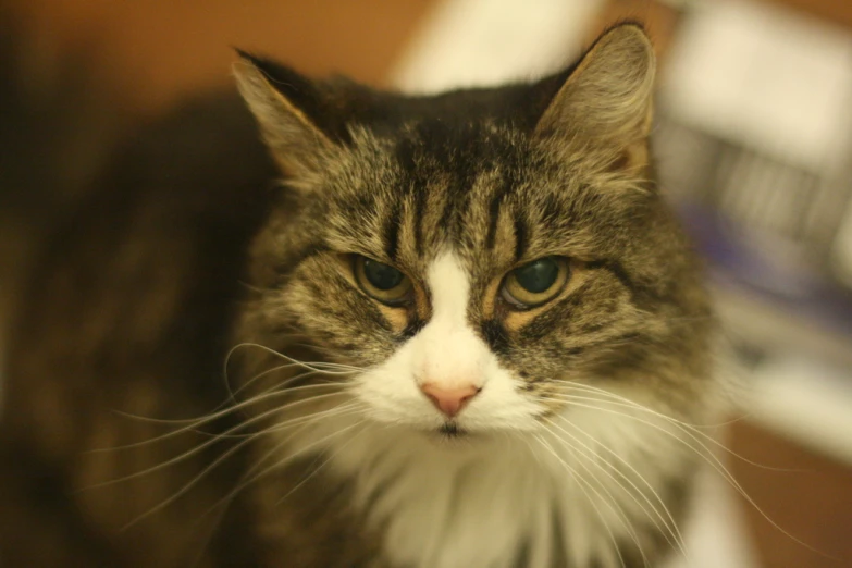 a very cute looking cat sitting on top of a table