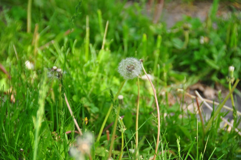 a dandelion in the grass with tiny bumps on it