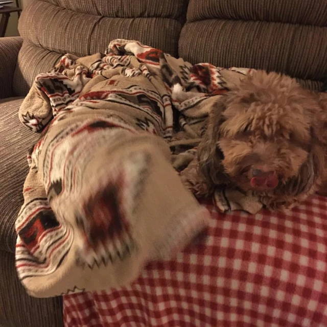 dog on the sofa all covered up with a blanket