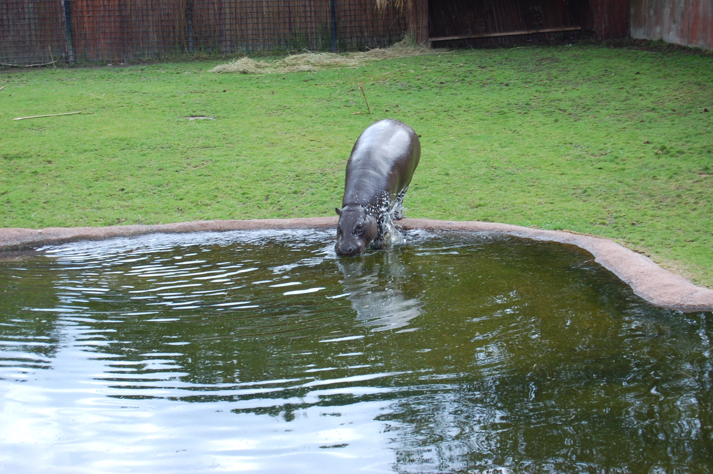 there is a animal that is drinking out of a small pond