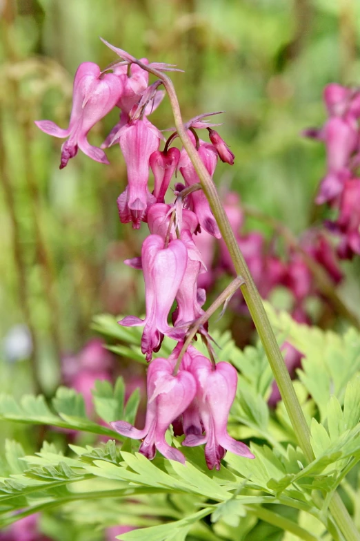 the flowers are pretty pink and green