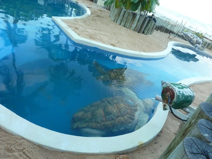 an aquarium swimming pool with an artificial turtle