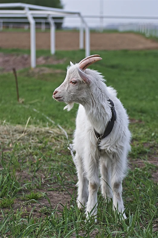 a white goat standing on a lush green field