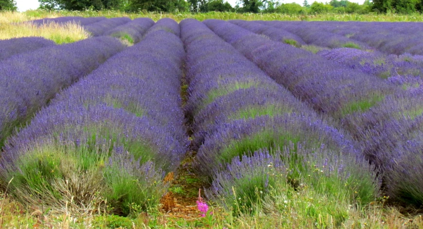 a lavender farm in the middle of it's field