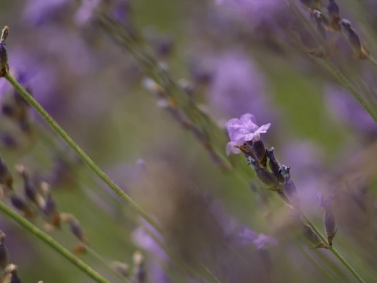 close up of wild purple flower blooming in field