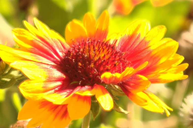 an orange and yellow flower with green stems