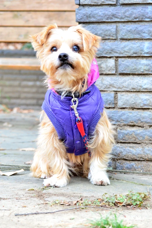 a little dog wearing purple coat sitting down