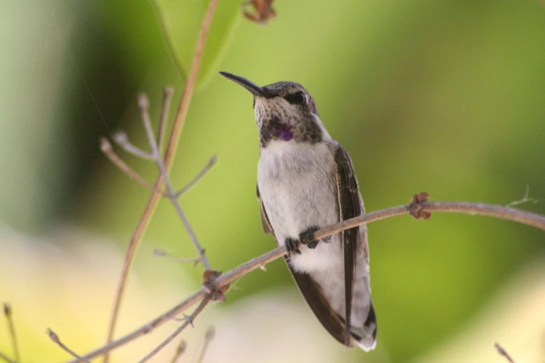 a hummingbird sitting on a nch outside