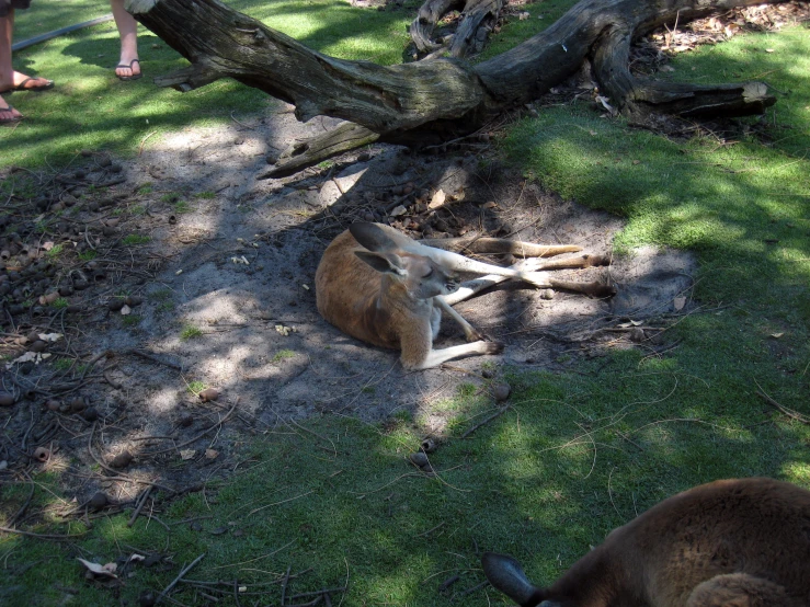 a kangaroo laying down in the middle of some grass