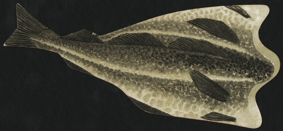 an illustration of a fish with striped black and silver colors