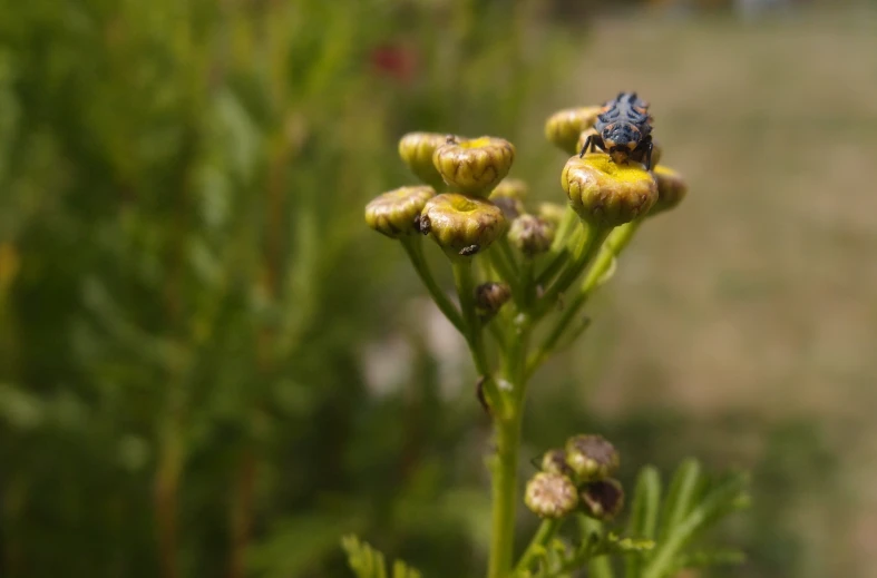 a blue fly on the end of a yellow plant