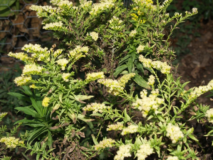 a small plant with white flowers by a wire fence