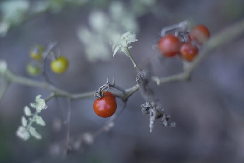 small tomato plants with lots of green leaves and a yellow spot