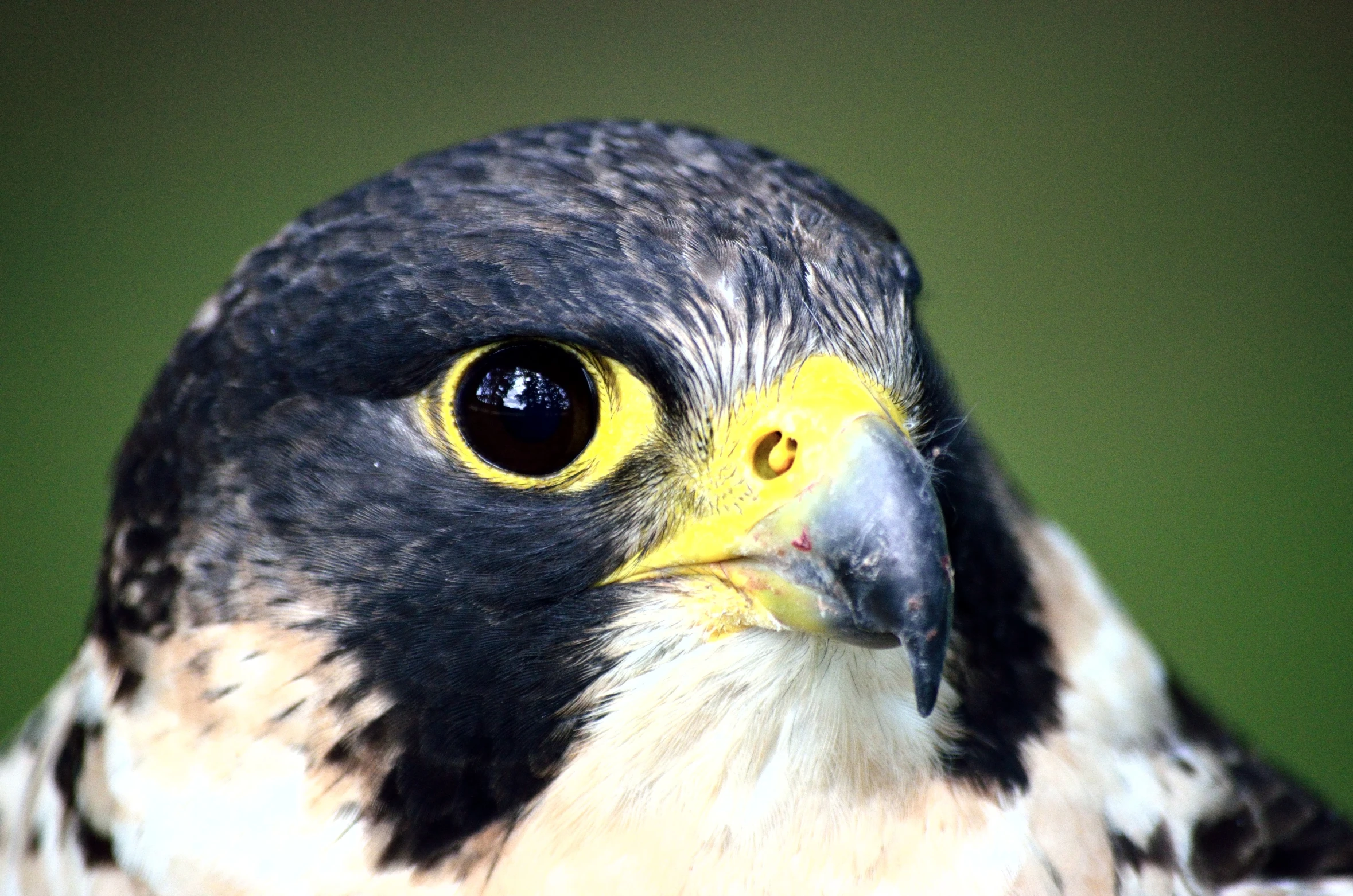 an adorable black - and - yellow falcon with big eyes looking down