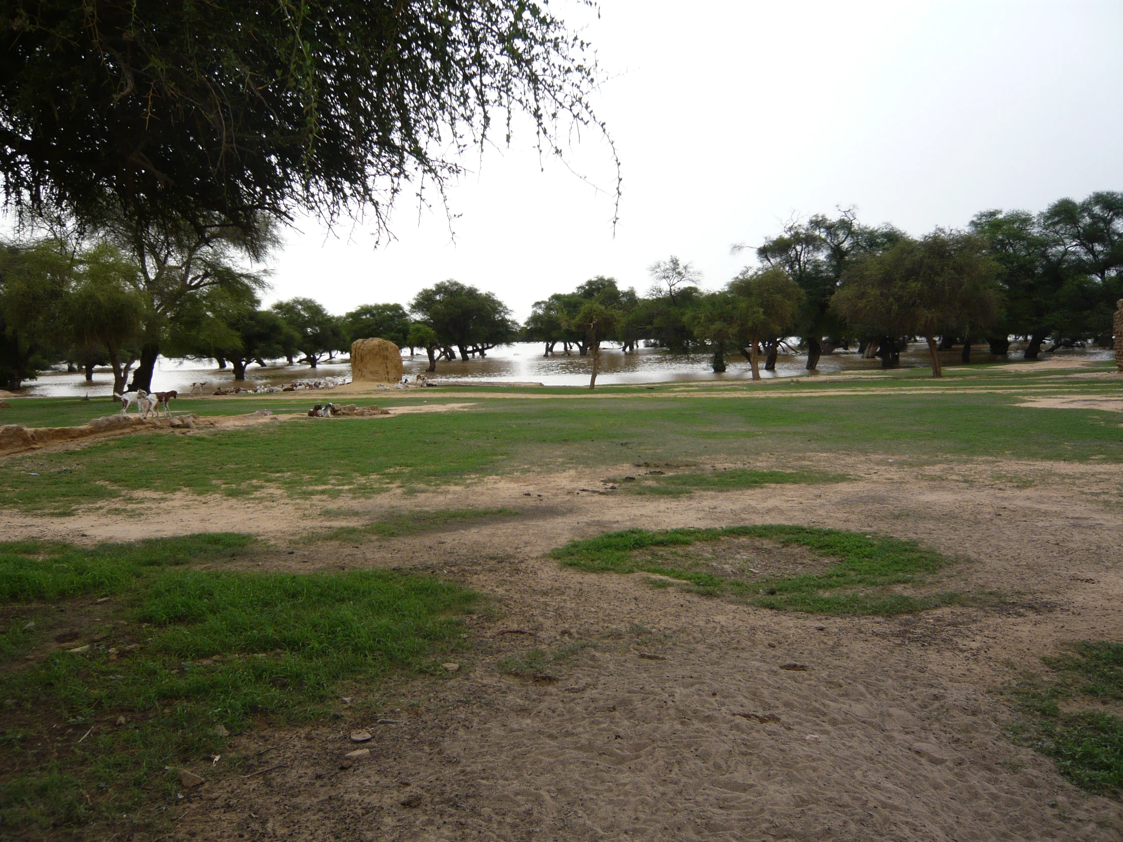 there is grass on the ground and trees by the lake