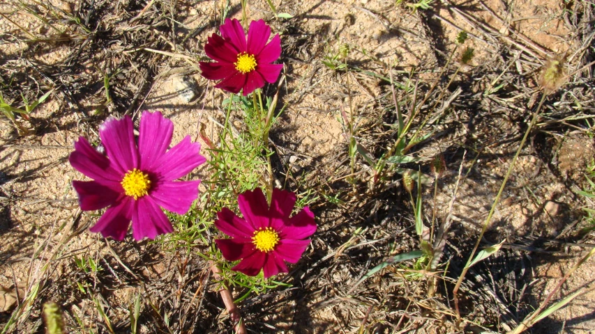 there are three pink flowers in the sand