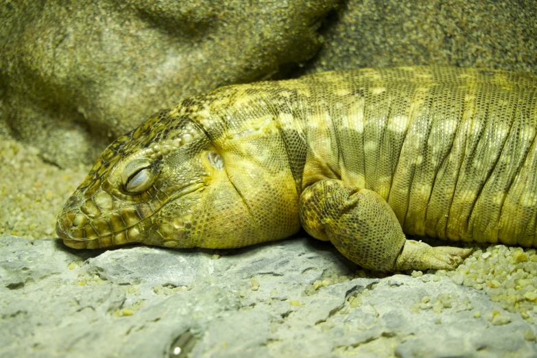 a large lizard rests on a rock in its exhibit