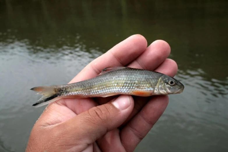 a person holding a fish on the water