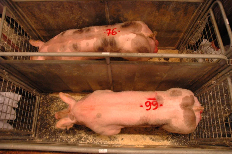three pigs sitting in a pen with numbers on their backs