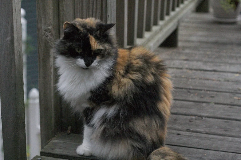 a close up of a cat on a wooden surface