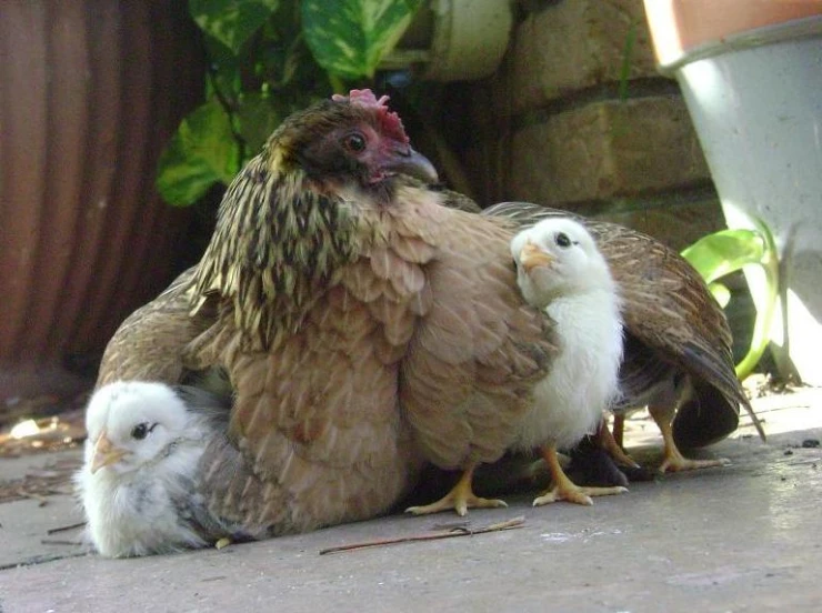 two brown and white birds on cement ground next to potted plants