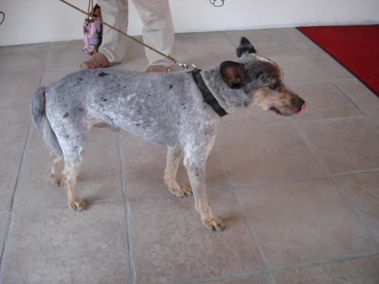 a dog standing on top of a tile floor