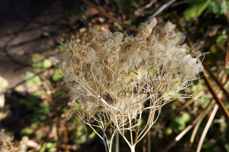 small flowers are brown on the ground