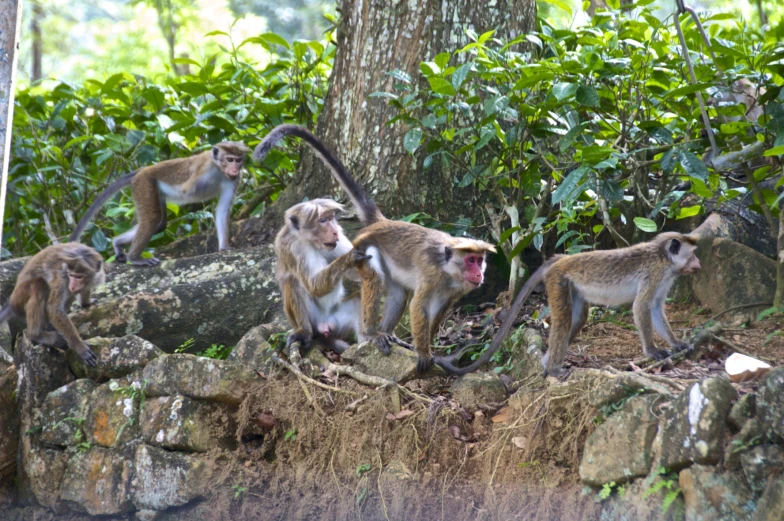 several monkeys that are hanging out together