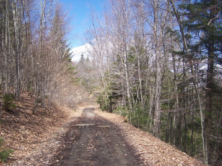 a gravel road that is surrounded by a group of trees