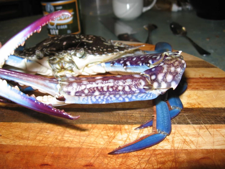 the big blue and white crab is sitting on the  board