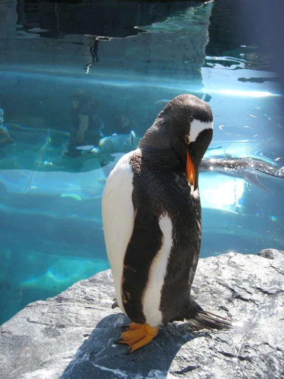 a penguin standing on top of a rocky cliff next to a body of water