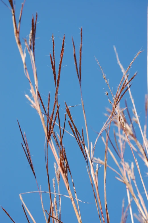 a clear blue sky with tiny brown plants in the foreground