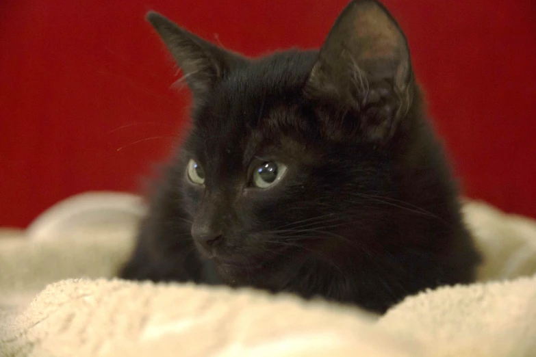 a cat is lying on a blanket and staring into the camera