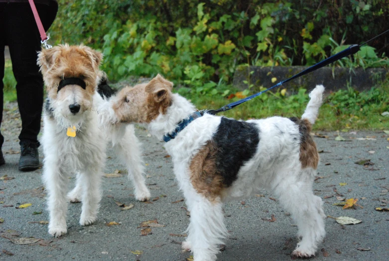 two adorable small dogs standing on a sidewalk