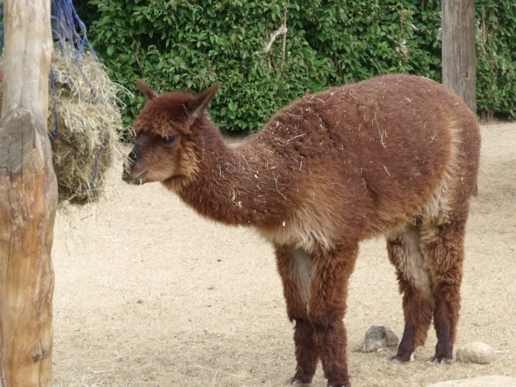 a llama in its pen eating some grass