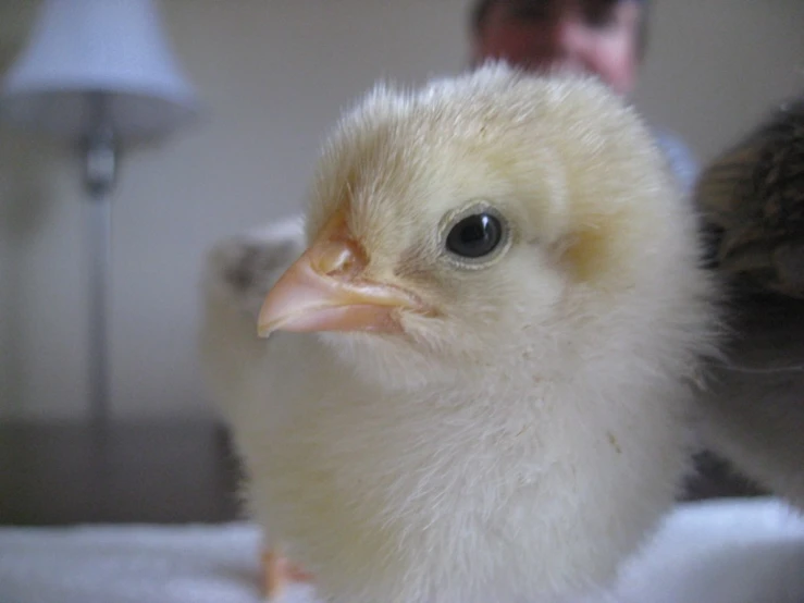 a close up of a white chicken on a bed