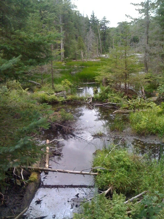 there is a small stream running through the woods