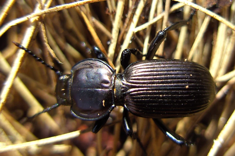 a beetle is sitting on some thin thin grass