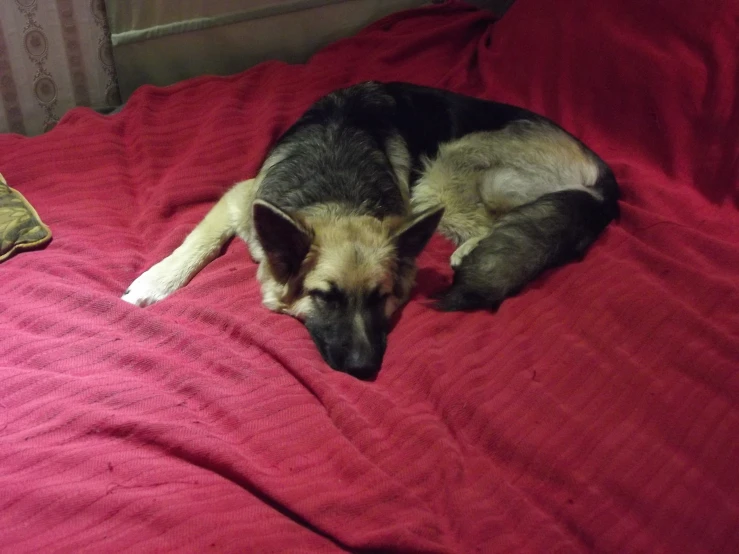 a dog is laying on the bed on a red blanket