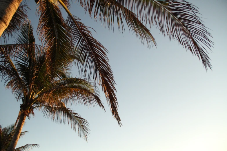 the view up at a tree under a blue sky