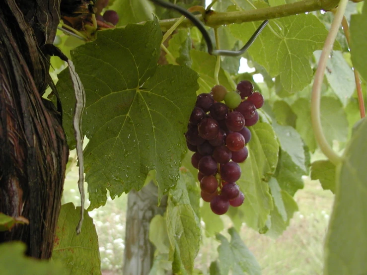 the gs are ready for picking on the vine