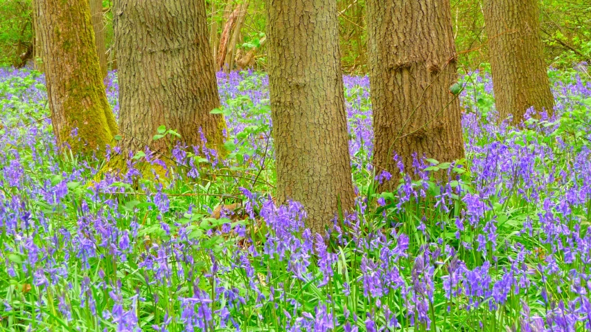 bluebells are blooming in a patch of trees and grass