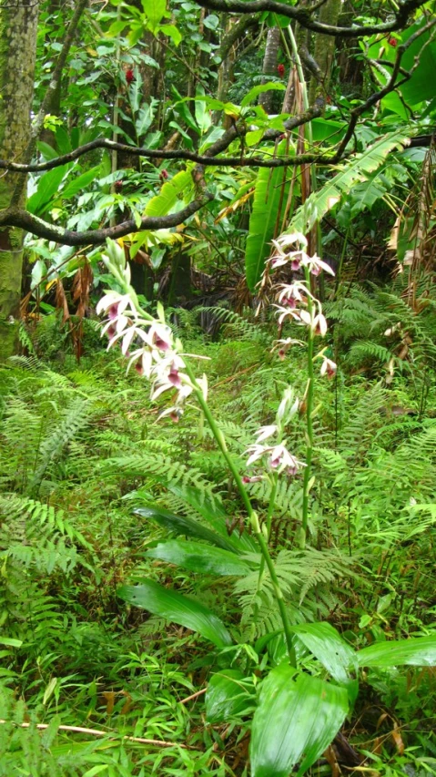 a forest with green grass, flowers and trees