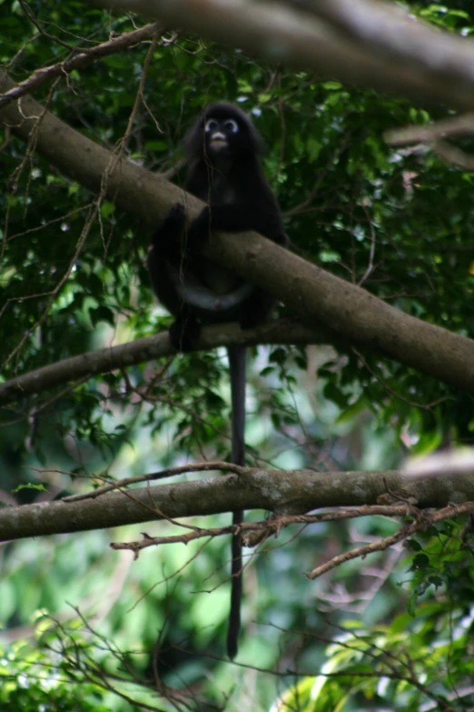 a black and white monkey on a tree nch