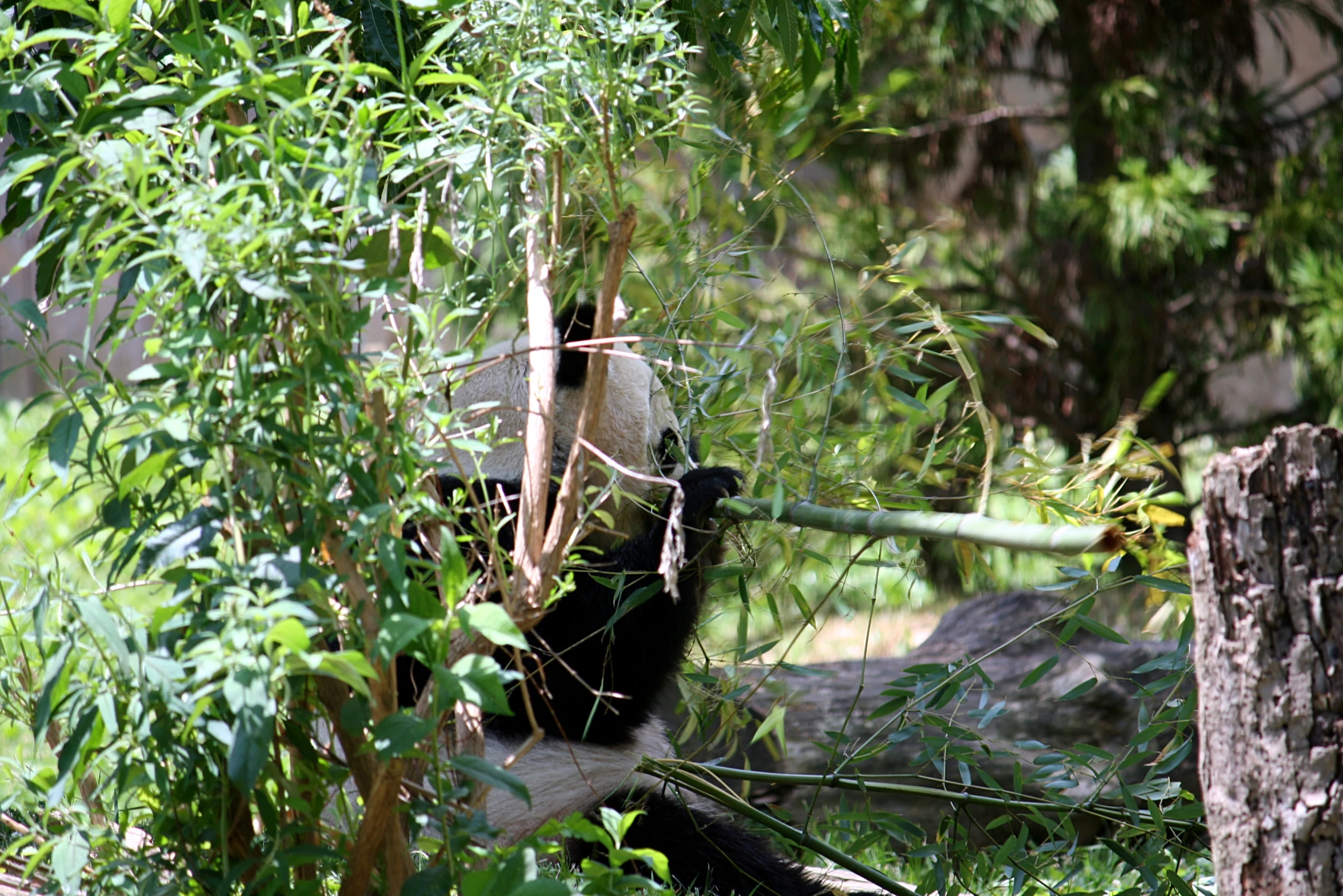a panda walking through a bamboo forest