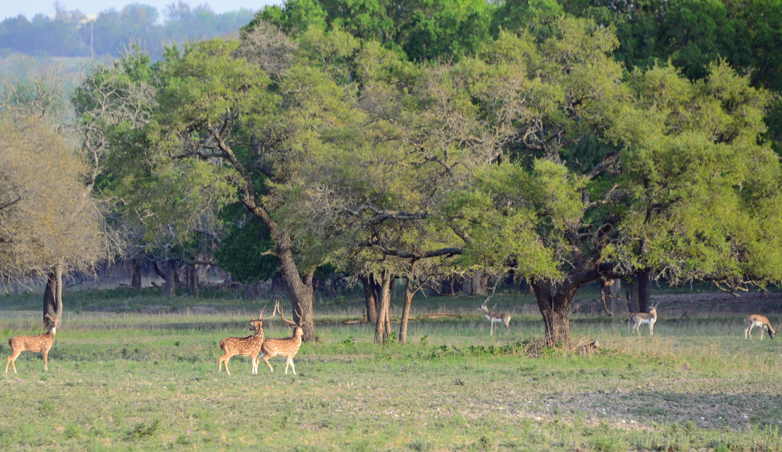 a herd of deer grazing in a green field surrounded by trees