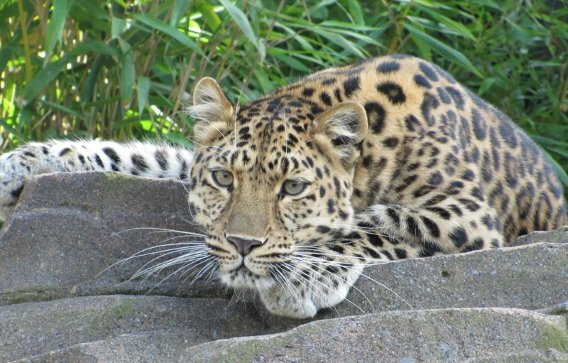 a jaguar is laying on a rock, resting it's paws on his hind legs